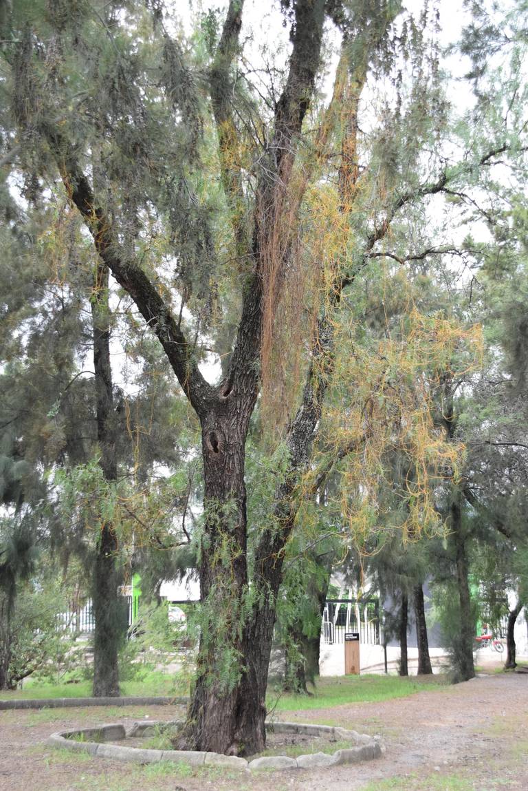 Invaden plagas el 50% de árboles en Parque Metropolitano y Cárcamos - El  Sol de León | Noticias Locales, Policiacas, sobre México, Guanajuato y el  Mundo