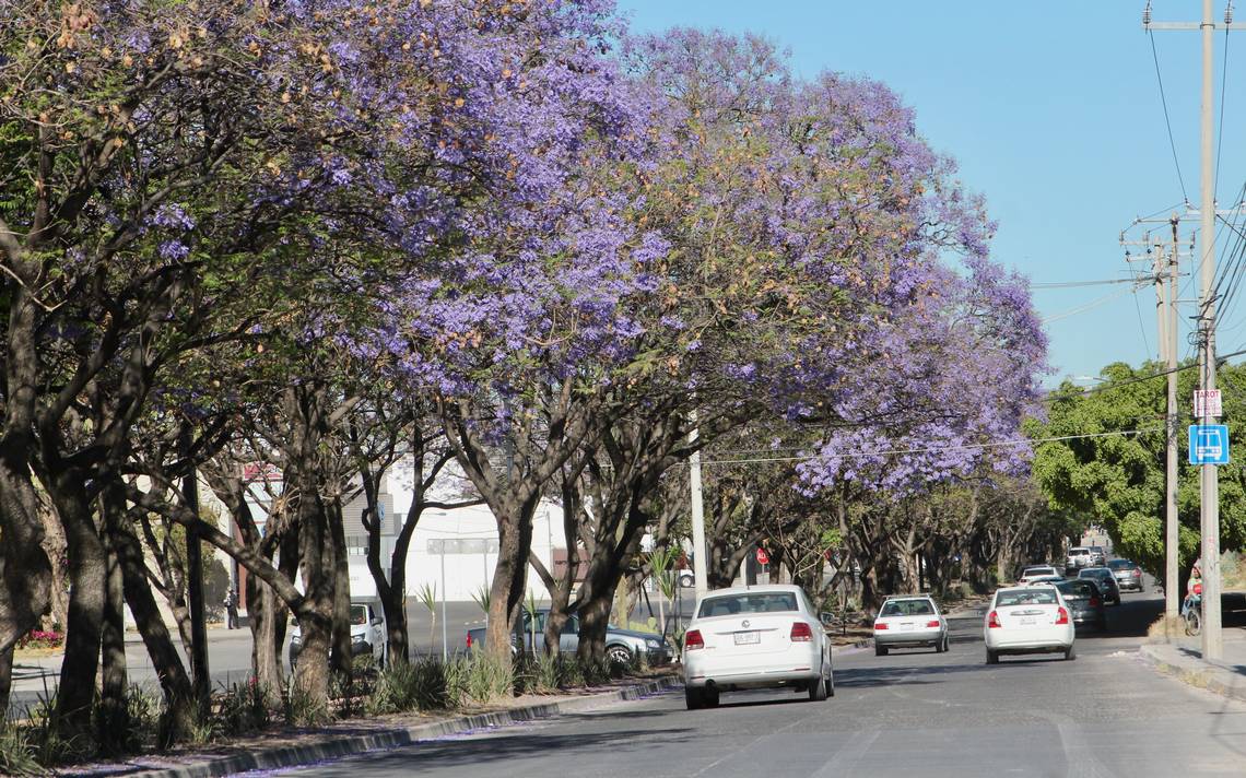 Naturalizan 28 especies para cambio climático en León PVEM Fernanda  Rentería - El Sol de León | Noticias Locales, Policiacas, sobre México,  Guanajuato y el Mundo