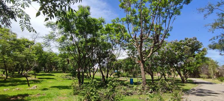 Retiran el muérdago a 50% de los árboles en Parque Chapalita - El Sol de  León | Noticias Locales, Policiacas, sobre México, Guanajuato y el Mundo