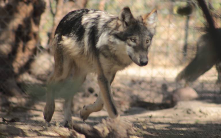 El lobo mexicano podría volver a su casa, Sierra de Lobos? - El Sol de León  | Noticias Locales, Policiacas, sobre México, Guanajuato y el Mundo