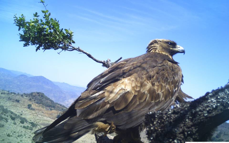 Reserva de la Biosfera de Guanajuato, la más importante para el águila real  - El Sol de León | Noticias Locales, Policiacas, sobre México, Guanajuato y  el Mundo