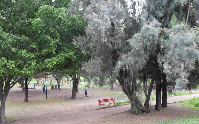 Invaden plagas el 50% de árboles en Parque Metropolitano y Cárcamos - El  Sol de León | Noticias Locales, Policiacas, sobre México, Guanajuato y el  Mundo