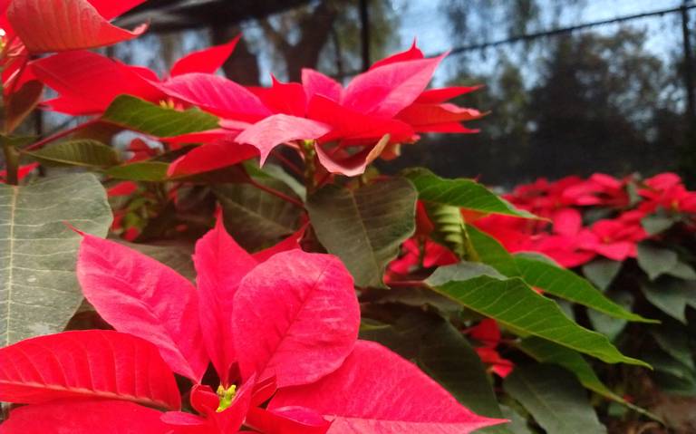 Sabes que tu flor Nochebuena puede durar hasta un año? navidad 2020 nueva  normalidad posadas covid-19 semaforo rojo - El Sol de León | Noticias  Locales, Policiacas, sobre México, Guanajuato y el Mundo
