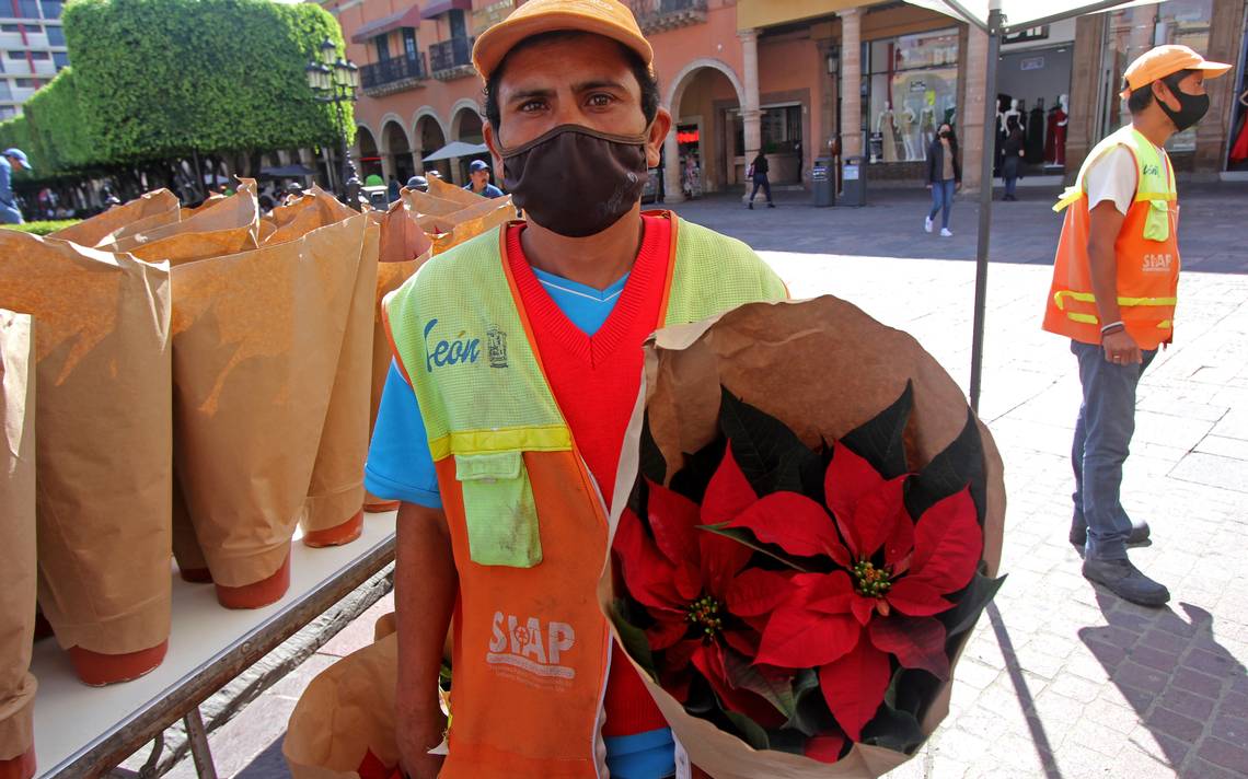 Realizan canje de FLOR nochebuenas a cambio de materiales reciclables - El  Sol de León | Noticias Locales, Policiacas, sobre México, Guanajuato y el  Mundo