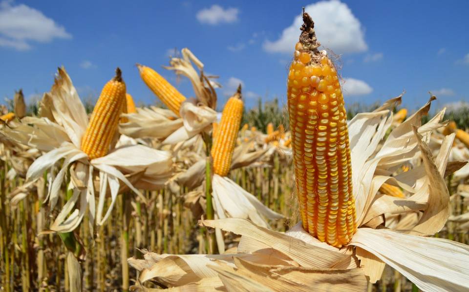 Por qué el trigo en grano es tan valioso?, Secretaría de Agricultura y  Desarrollo Rural, Gobierno