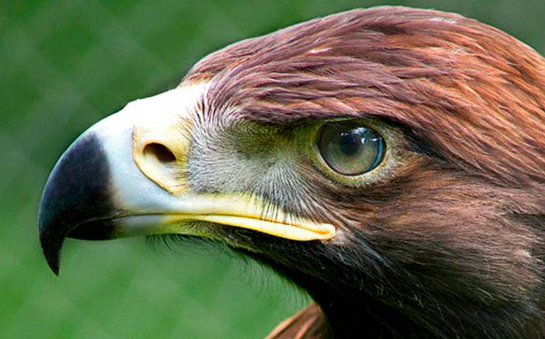 Unen esfuerzos para la preservación del águila real en leon guanajuato  mexico - El Sol de León | Noticias Locales, Policiacas, sobre México,  Guanajuato y el Mundo