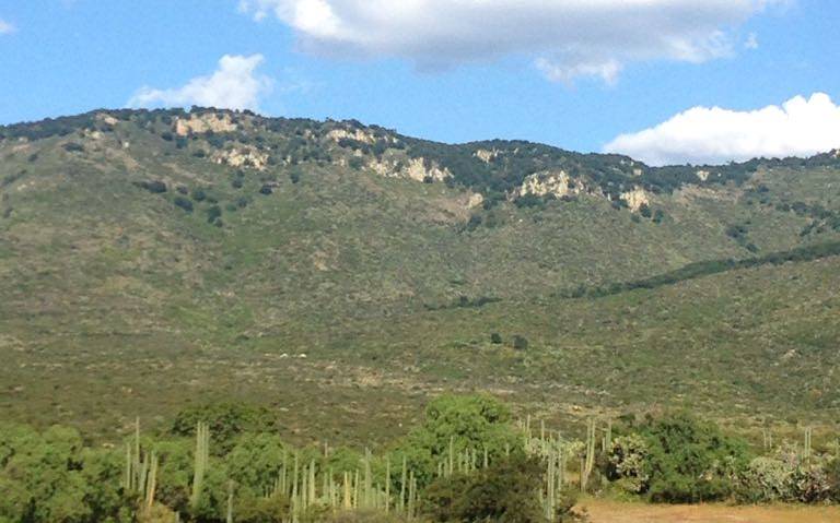 Se llegará a 100 hectáreas reforestadas en Sierra de Lobos - El Sol de León  | Noticias Locales, Policiacas, sobre México, Guanajuato y el Mundo