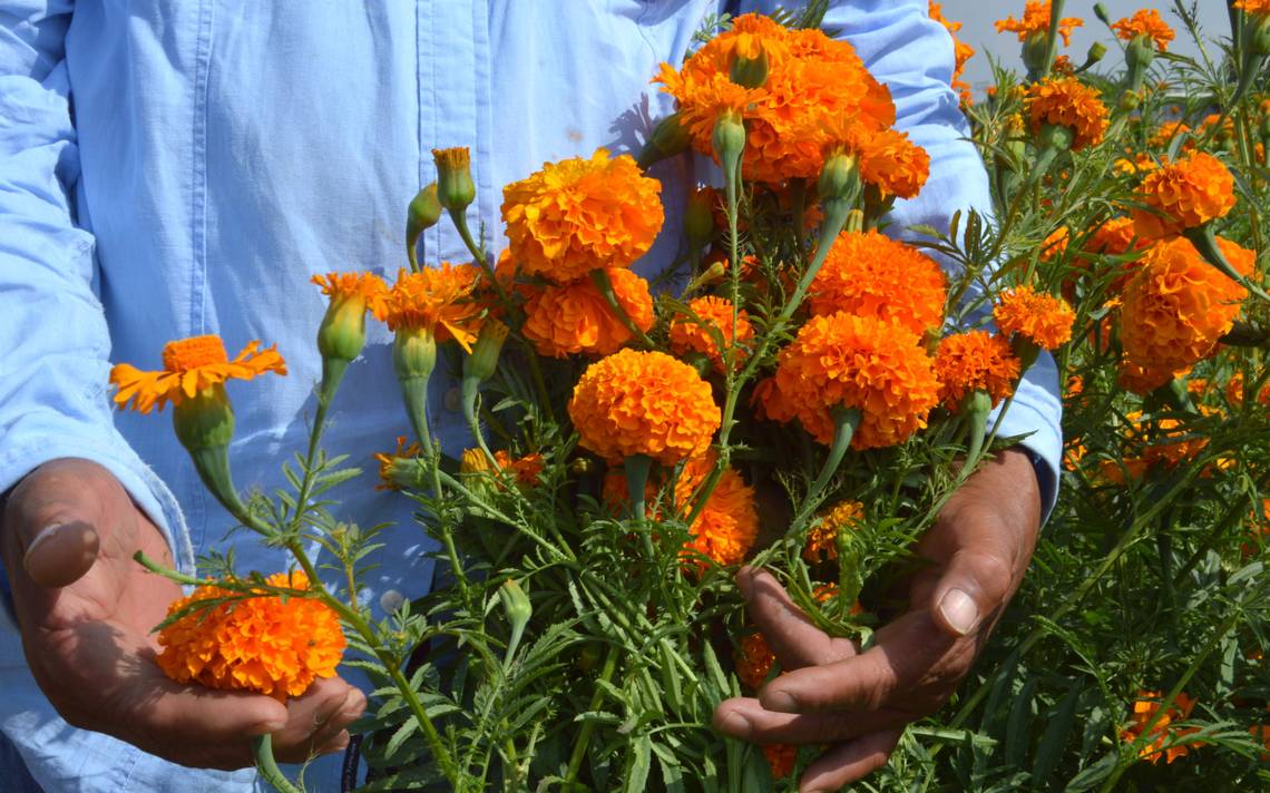 Pese a pandemia, se mantiene producción de flor de cempasúchil en  Guanajuato Día de Muertos - El Sol de León | Noticias Locales, Policiacas,  sobre México, Guanajuato y el Mundo